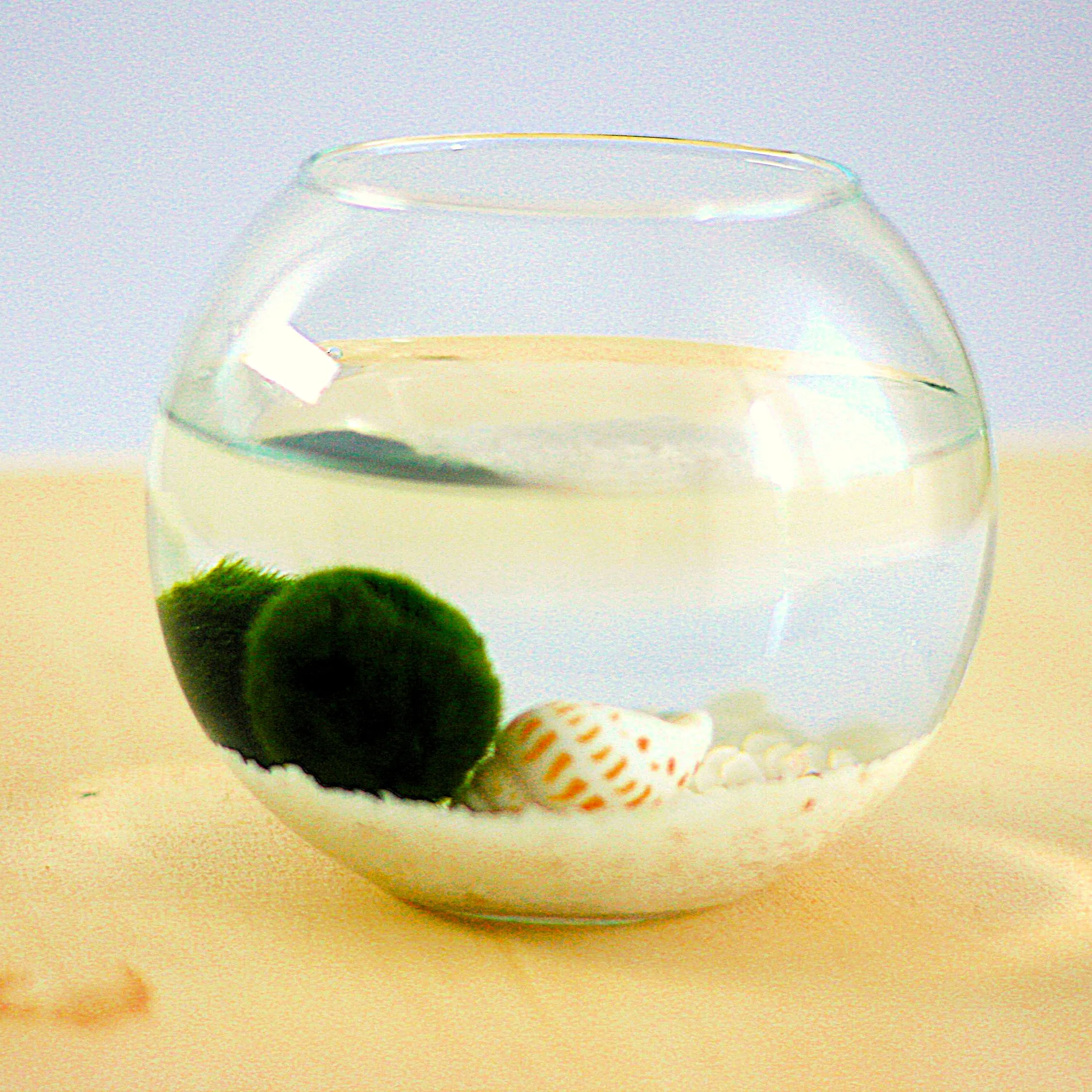 Marimo Zen