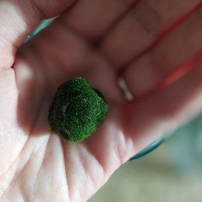 Marimo +/- 2 cm