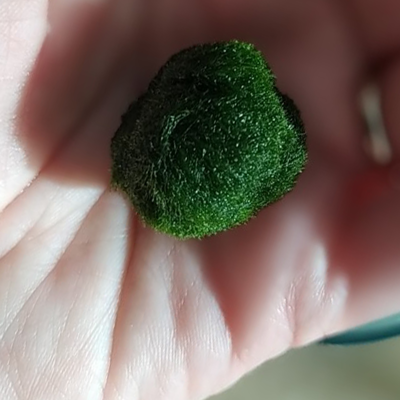 Marimo +/- 4 cm