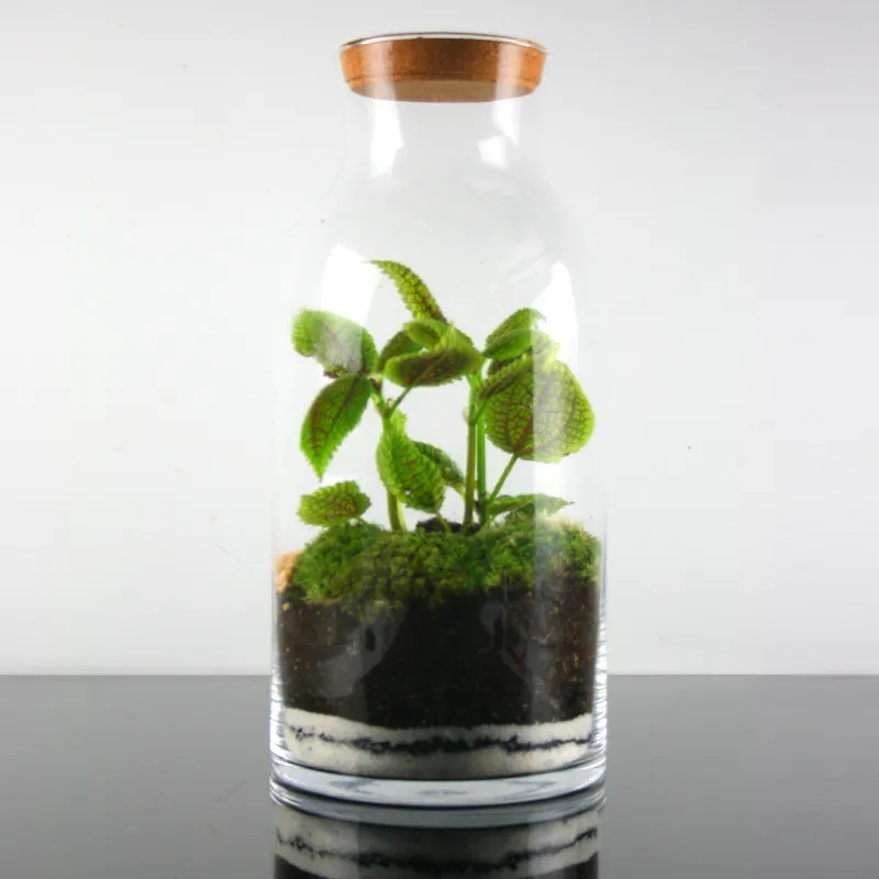 Terrário "Oliveira"