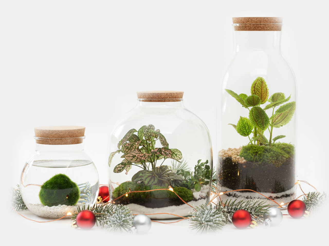 Presentes Únicos - Cheios de Vida - Marimo * Terrários